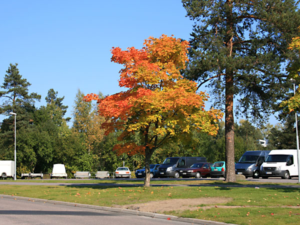 Riihim&auml;enkatua